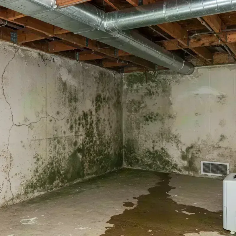 Professional Mold Removal in Reidland, KY